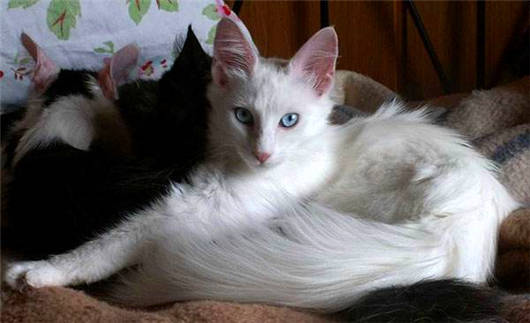 1597298224361423.jpg aglm.jpg